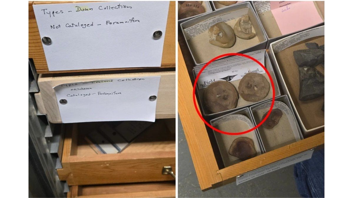 Fóssil de 300 milhões de anos desvendado como náutilo