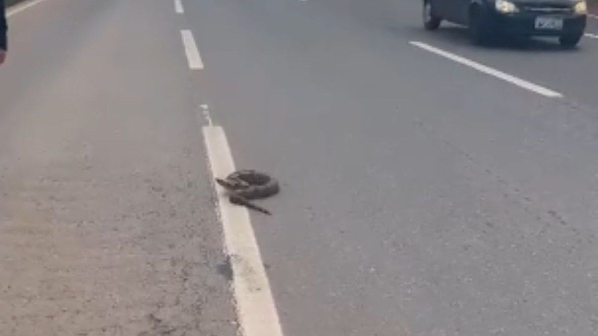 Polícia Rodoviária Federal resgata jiboia na BR-060