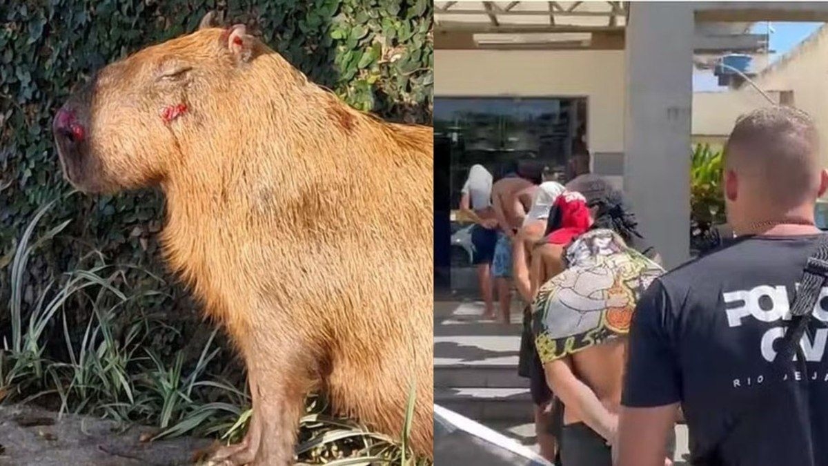 Prisão preventiva de réus por agressão a capivara no RJ