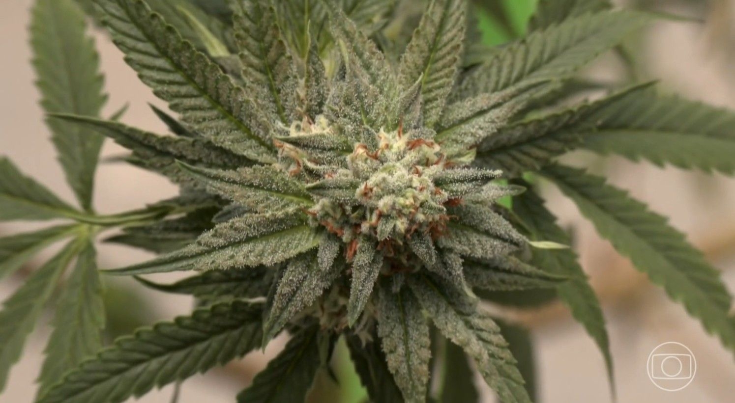 Justiça autoriza uso medicinal de cannabis na Paraíba