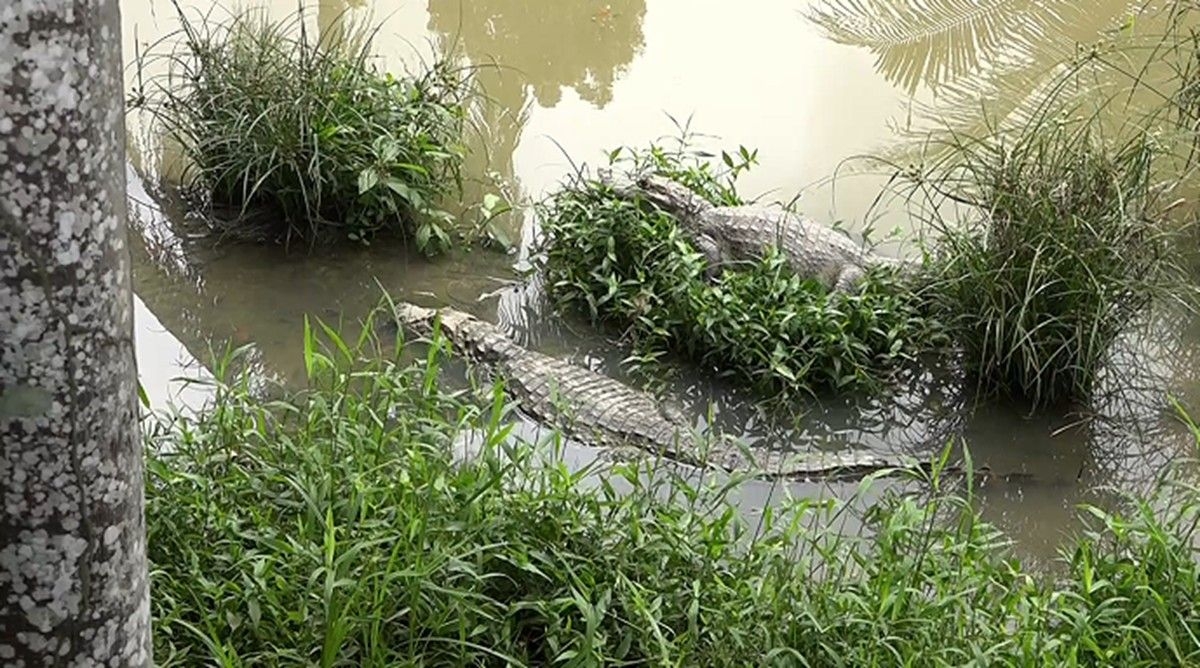 Jacarés abandonados em criatório de Alagoas geram preocupação