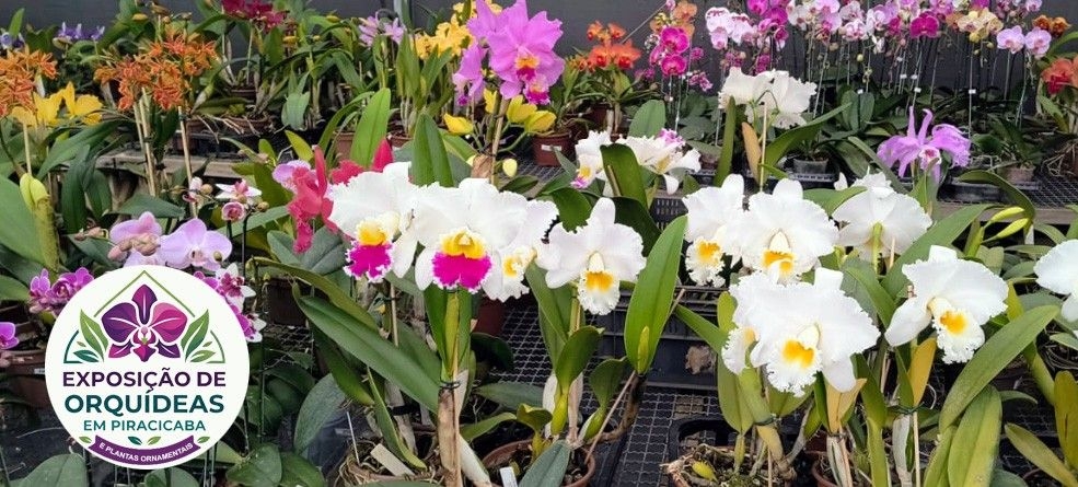 Exposição de Orquídeas em Piracicaba promete encantamento