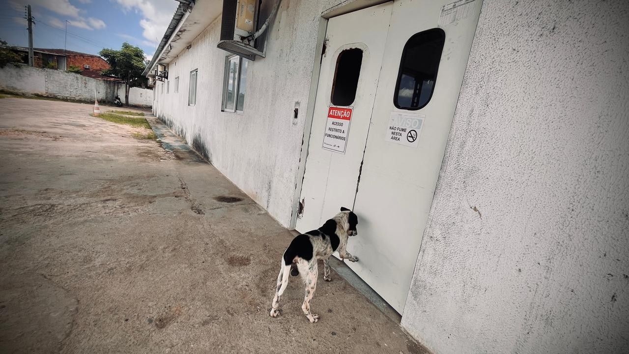 Cão aguarda tutor em hospital até alta médica