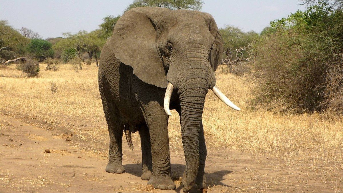 Elefante mata duas turistas durante safári na África