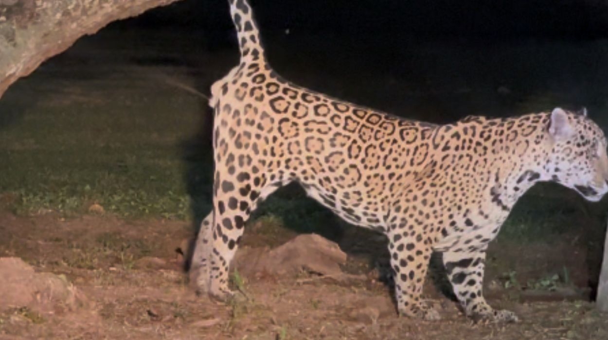 Onça-pintada marca território em vídeo inédito no Pantanal