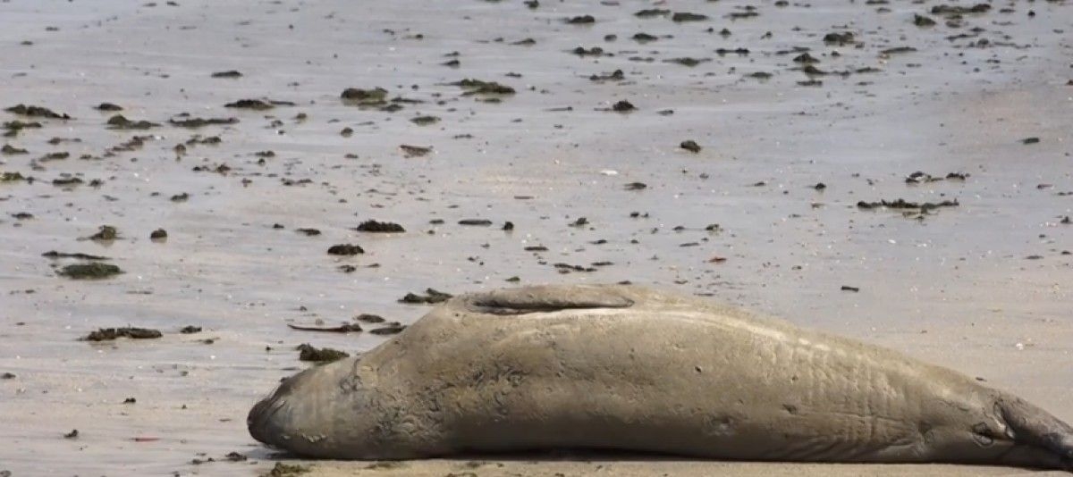 Elefante-marinho encontrado morto em Alagoas pode ser Leôncio