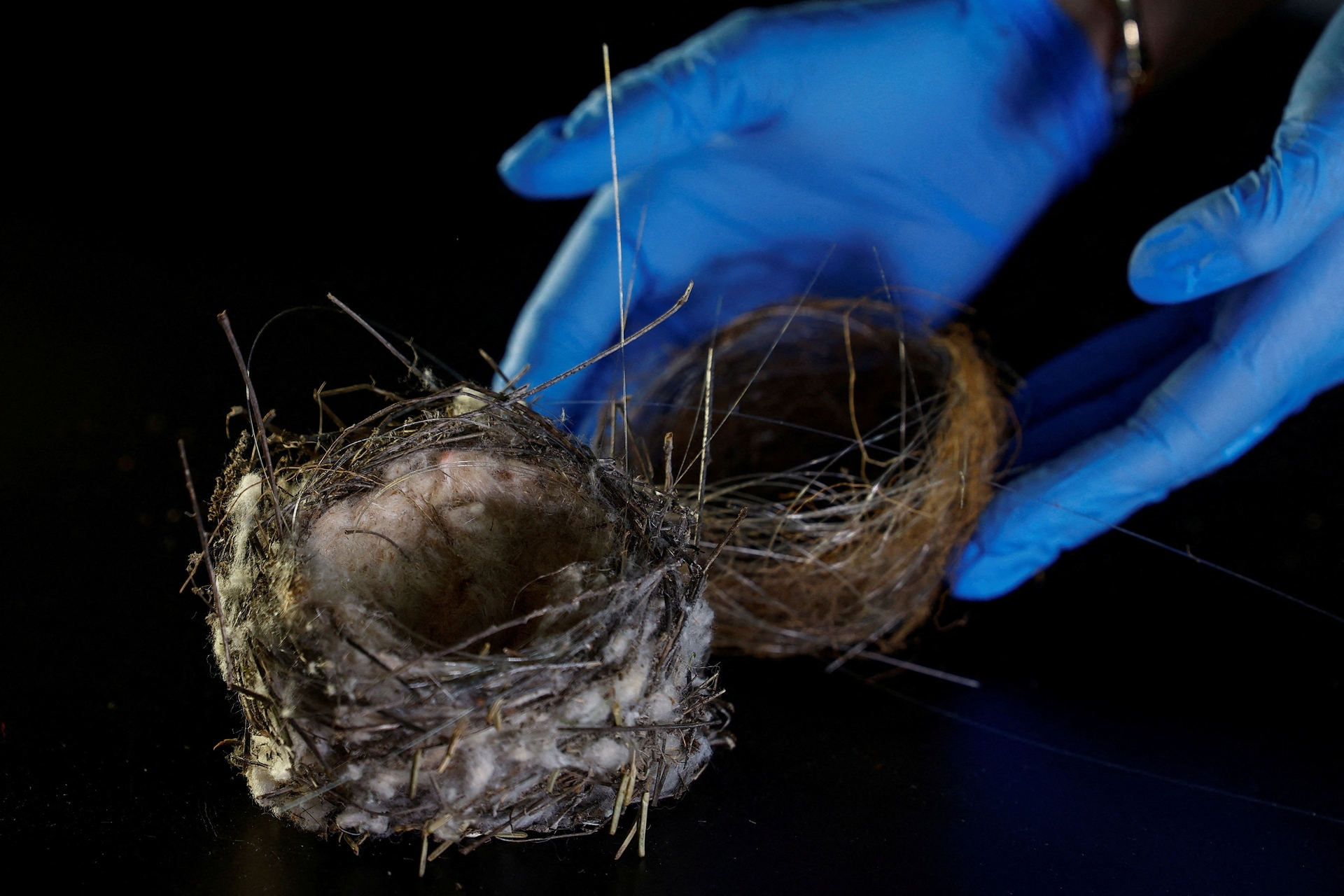 Cabos de fibra óptica estão em ninhos de aves na Ucrânia