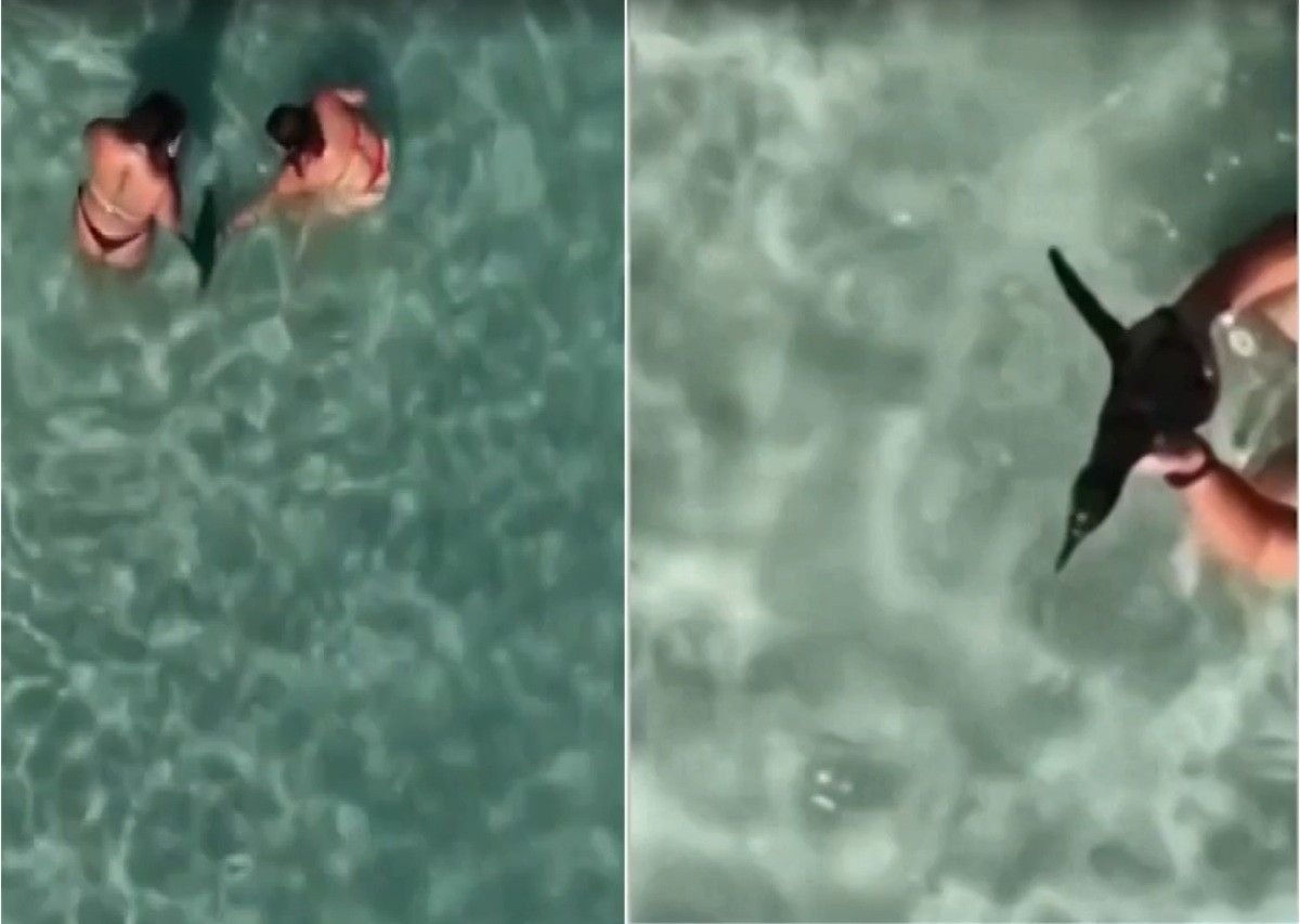 Mulher filmada segurando um pinguim em Arraial do Cabo