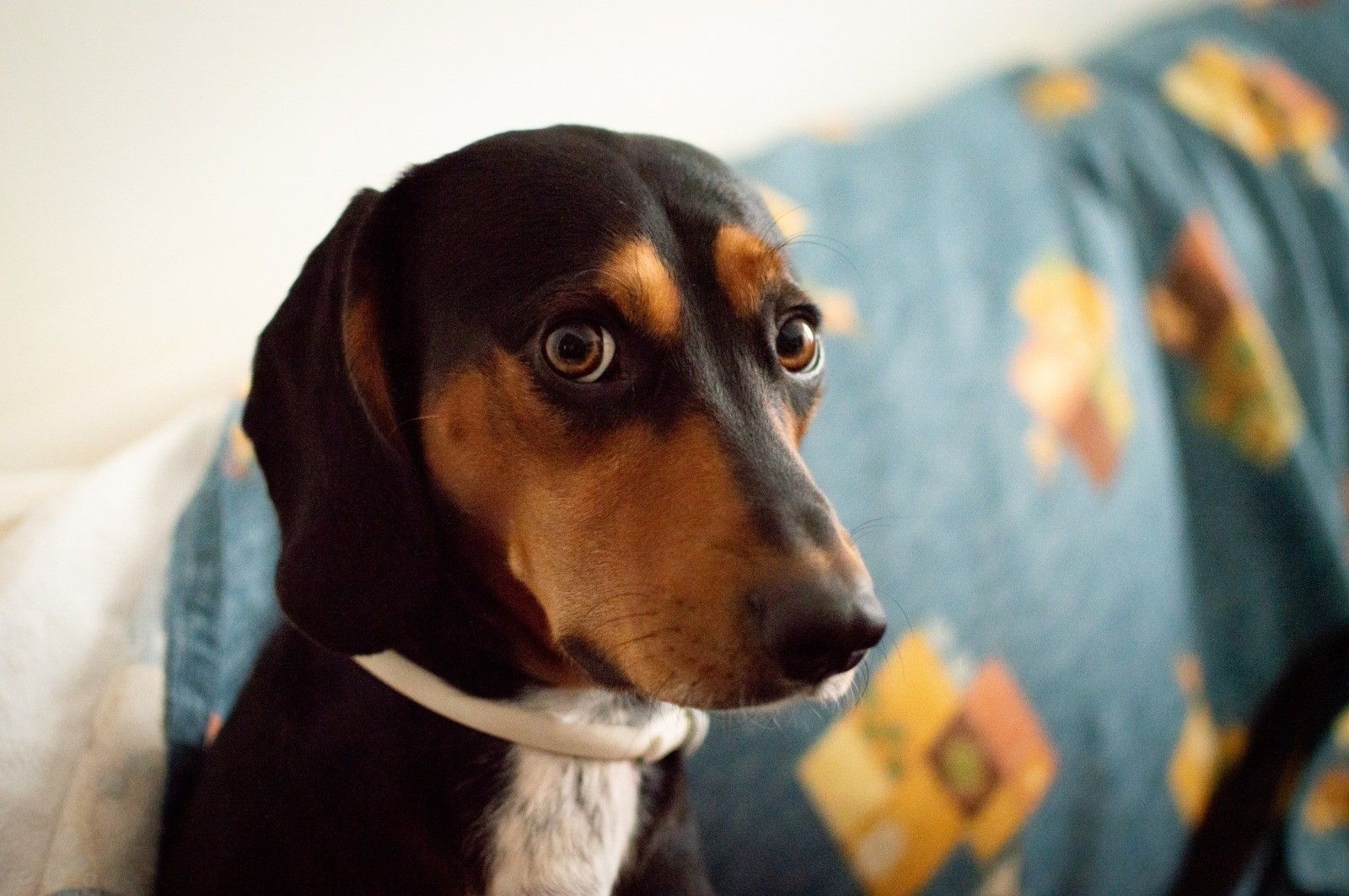 Cães e Ansiedade: Estudo Revela Números Alarmantes
