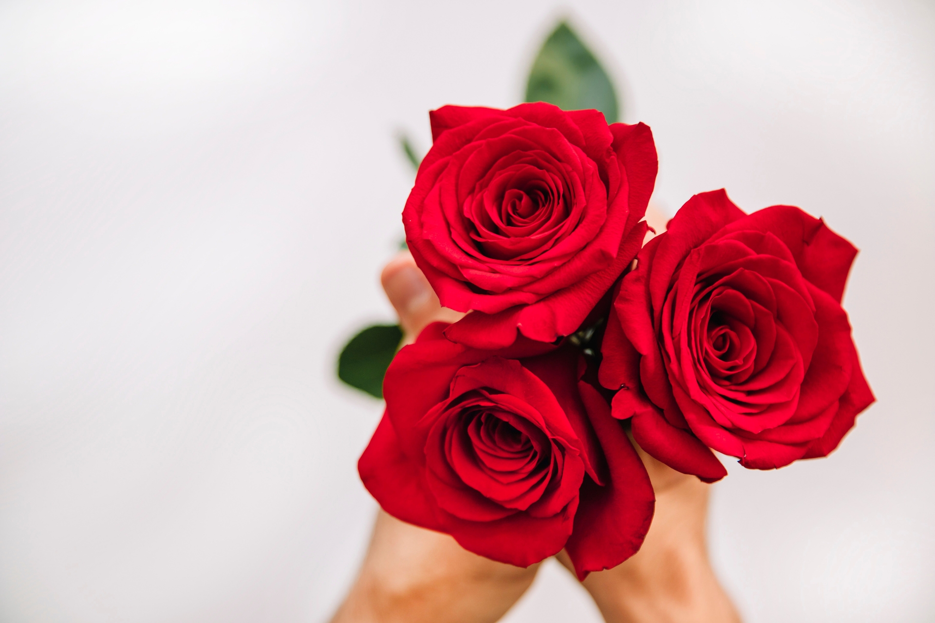 Dicas para fazer rosas durarem mais de uma semana