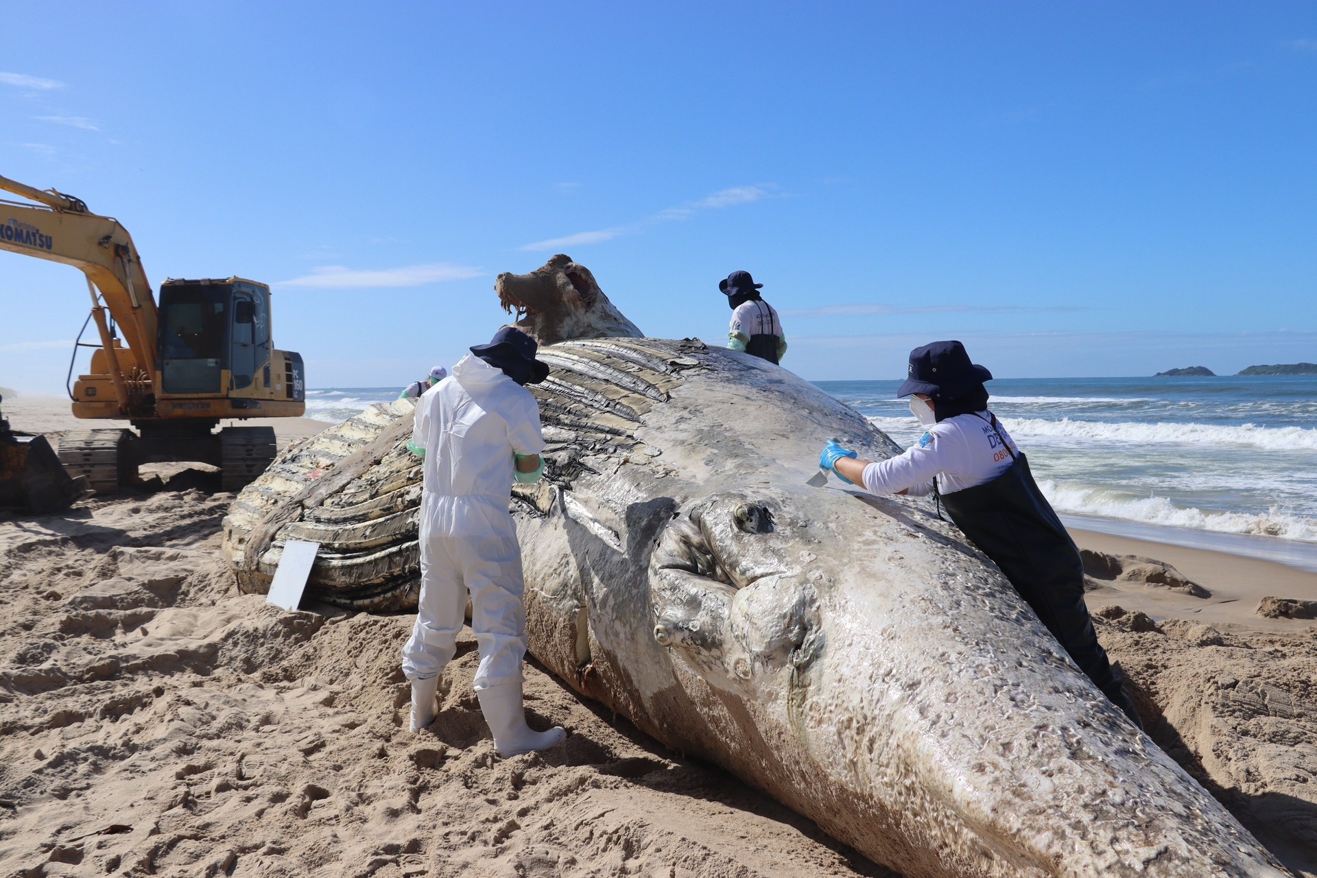 Baleia-jubarte de 30 toneladas é encontrada morta em SC