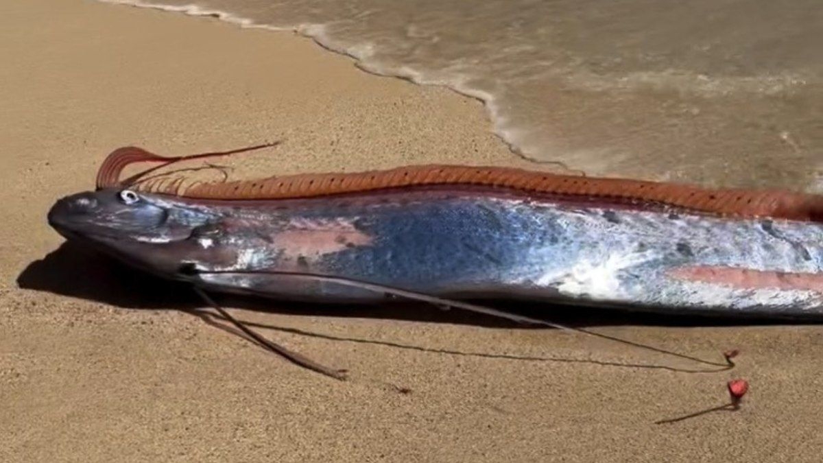 Peixes do fim do mundo são encontrados no México