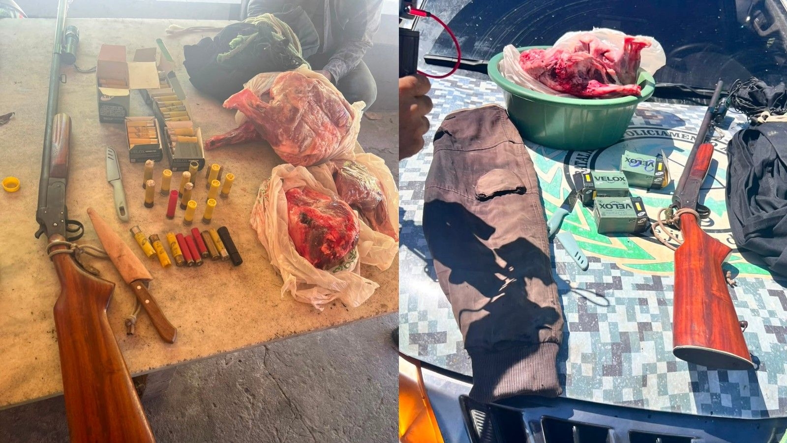 Homem é preso com animais silvestres abatidos em freezer