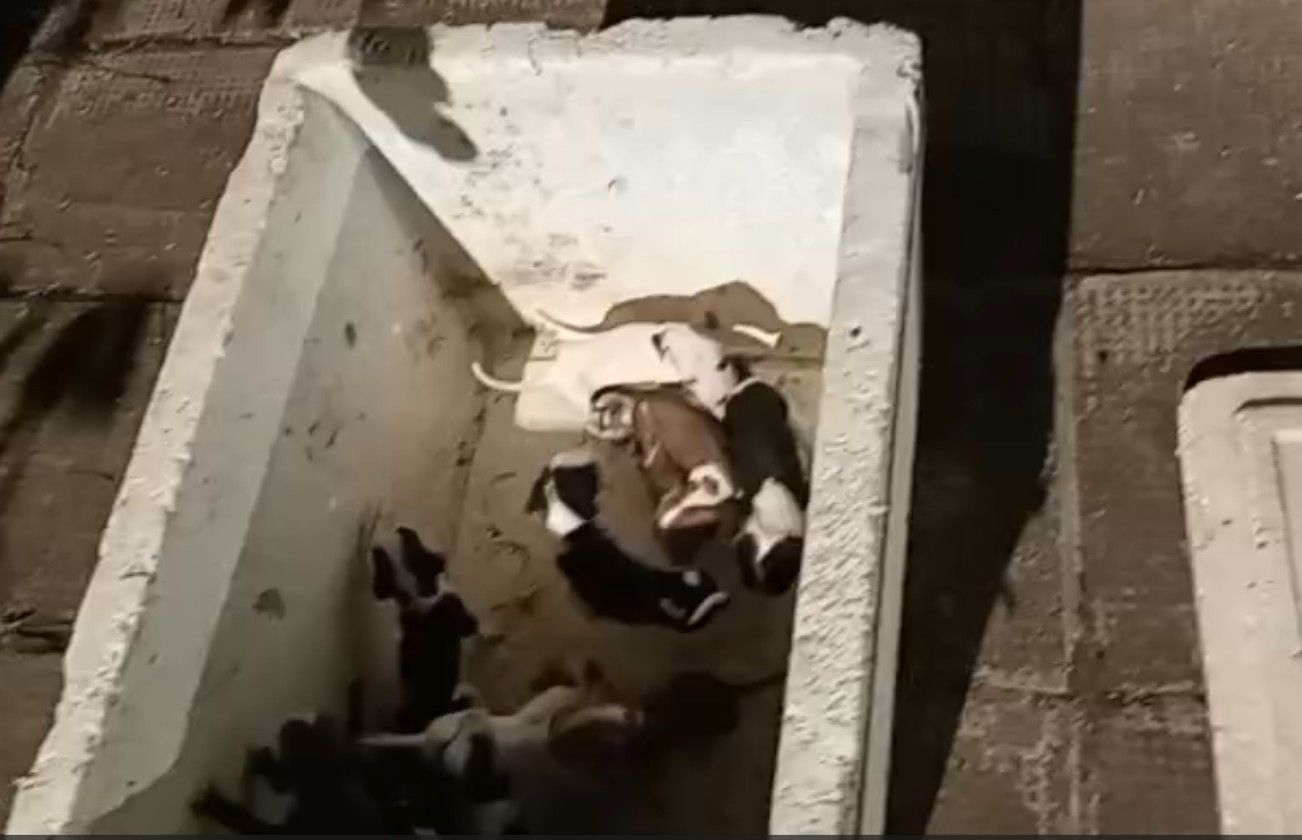 Homem é preso por abandonar filhotes de cachorro no Pinheiro