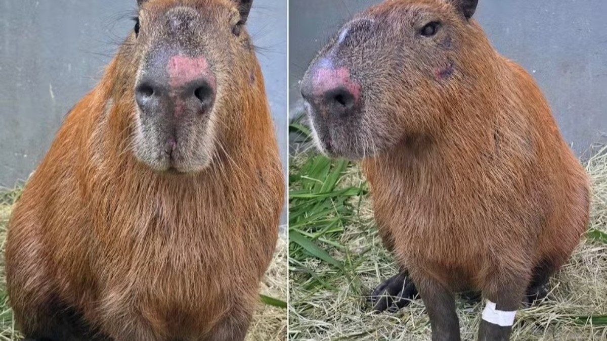 Capivara espancada no Rio apresenta melhora inesperada