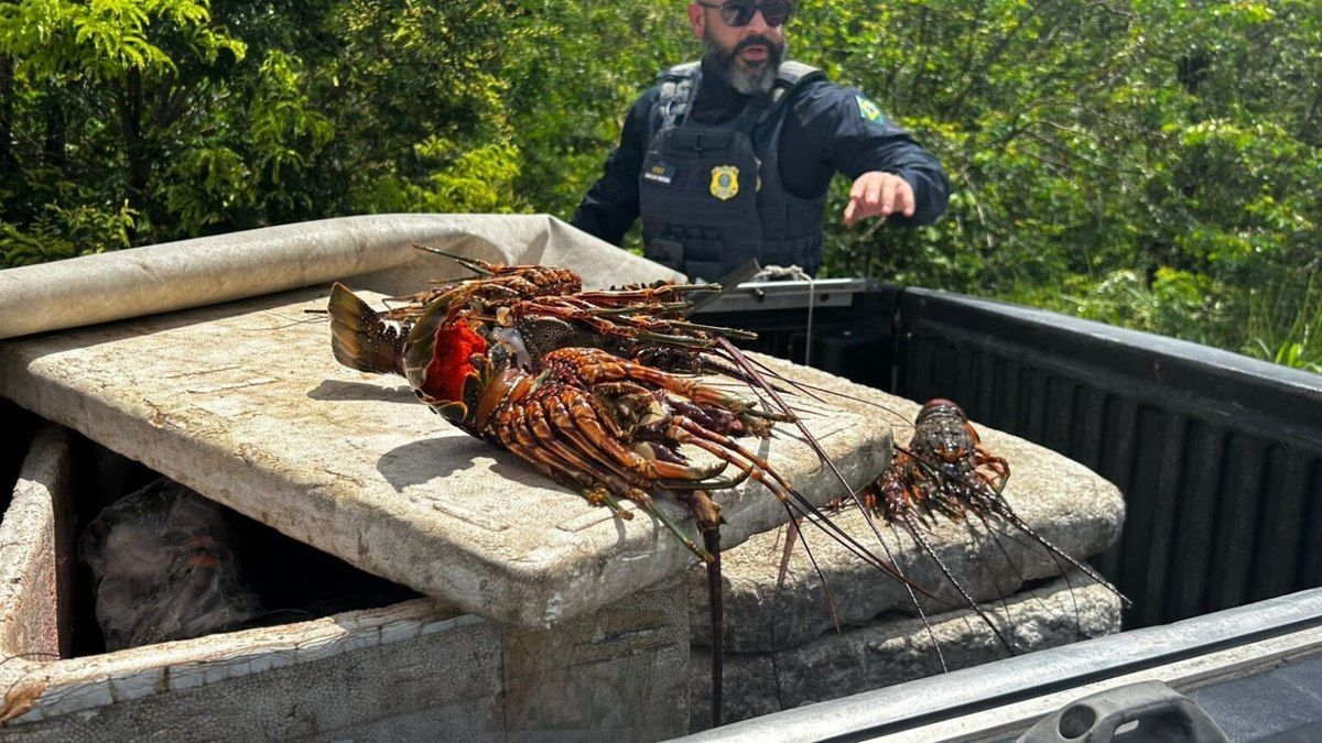 PRF apreende carga ilegal de lagosta no RN