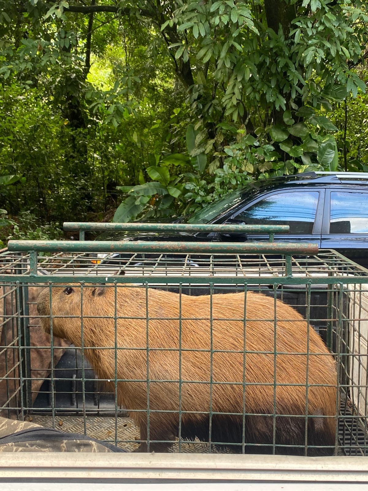 Justiça mantém prisão de agressores de capivara