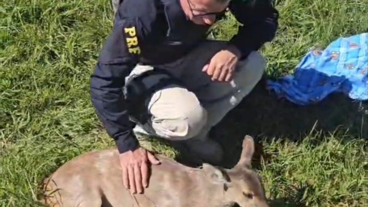 Veado-catingueiro ferido é resgatado na BR-285