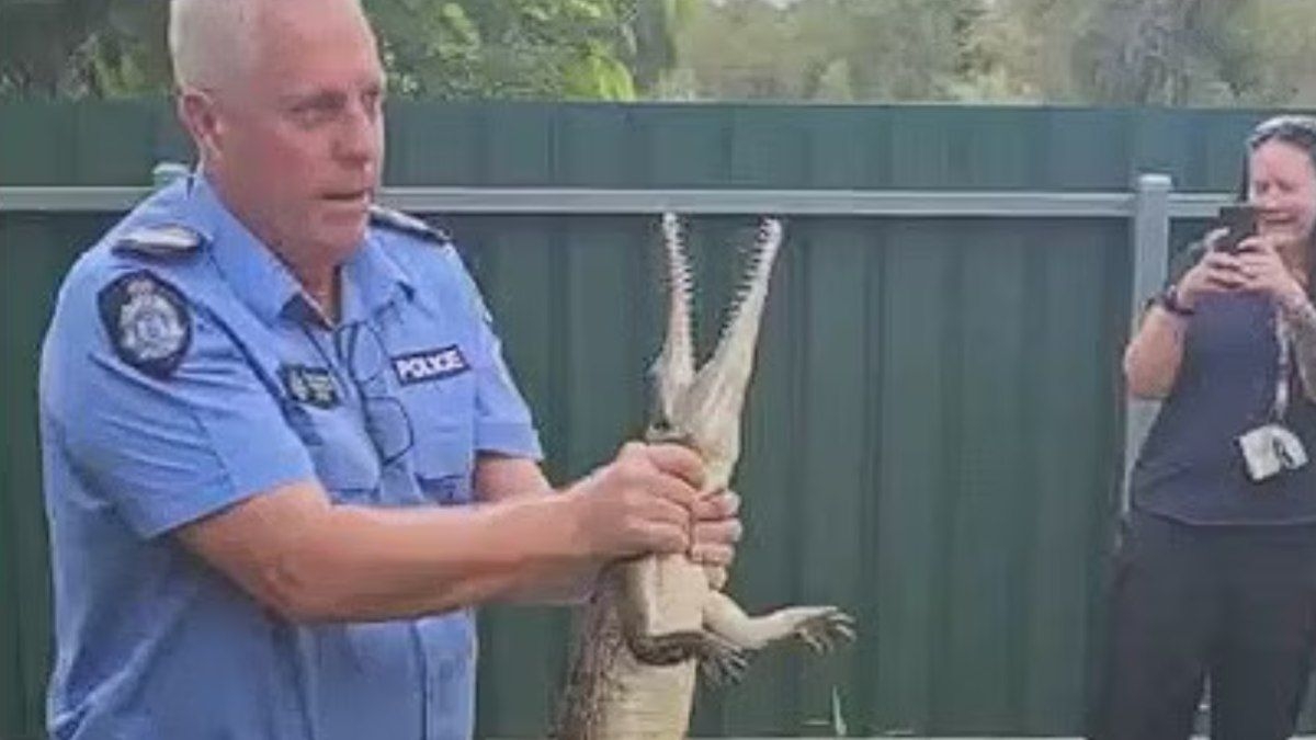 Crocodilo é capturado em varanda na Austrália
