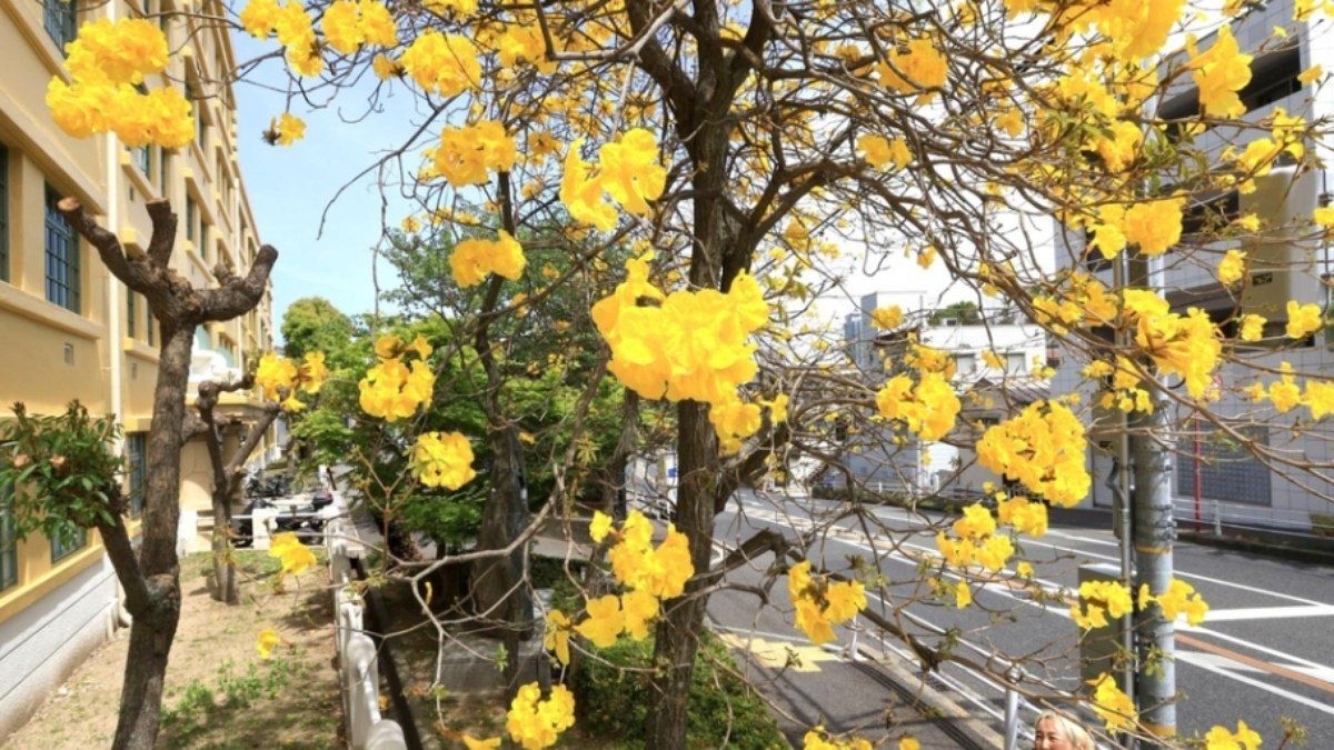 Ipês florescem no Japão e resgatam história da imigração