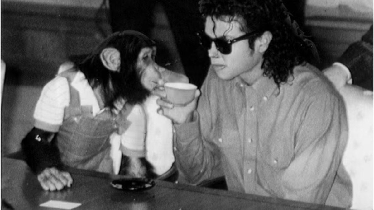 Bubbles, o chimpanzé de Michael Jackson, vive tranquilo