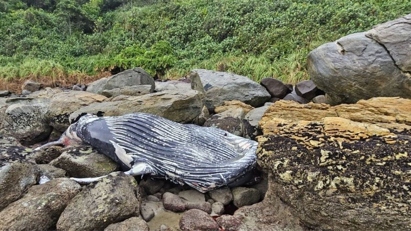 Baleia-jubarte morta é encontrada em praia de SC