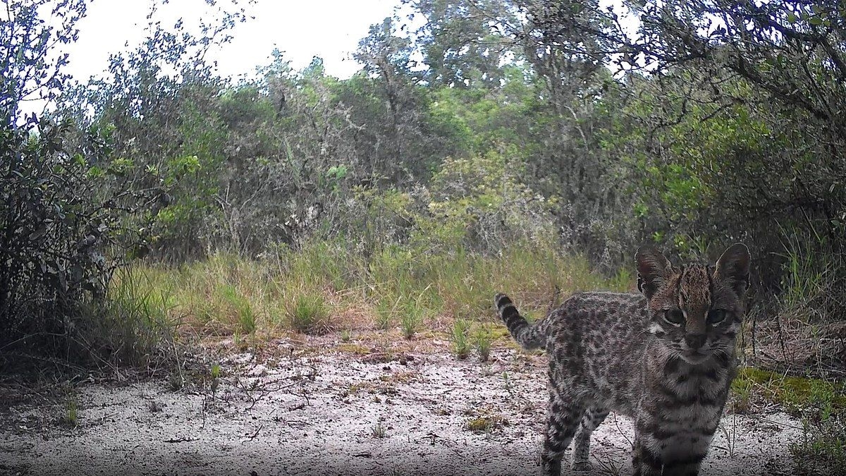 Filme inédito captura menor felino do Brasil em Porto Alegre