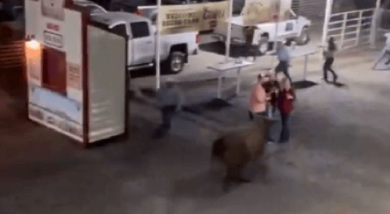 Touro fere quatro pessoas em rodeio nos EUA; veja vídeos