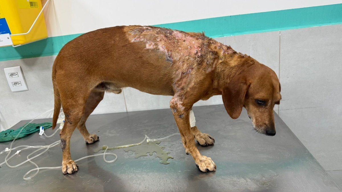 Mulher é acusada de agredir cão em Goiás