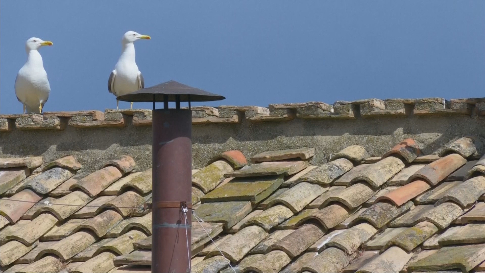 Gaivotas Viralizam Durante Conclave na Capela Sistina