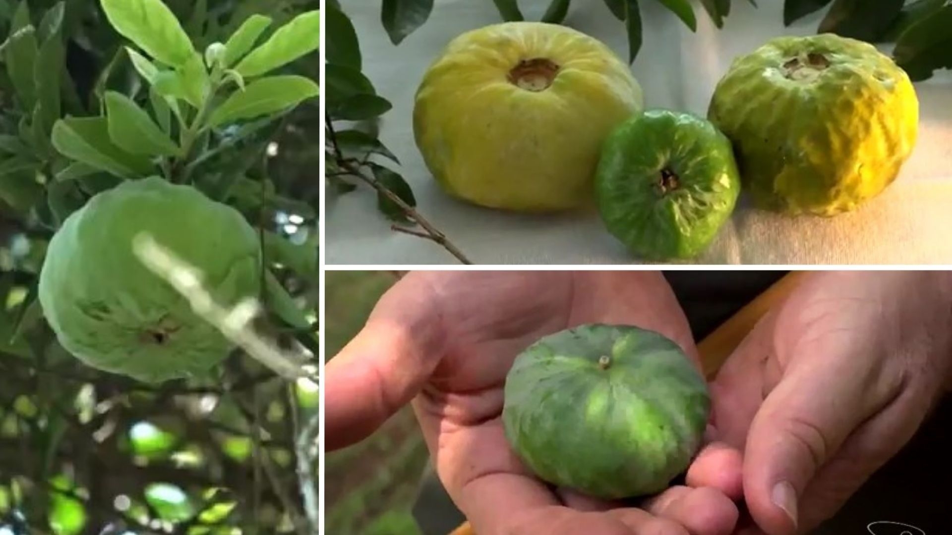 Gabiroba gigante: descubra fruta rara e saudável