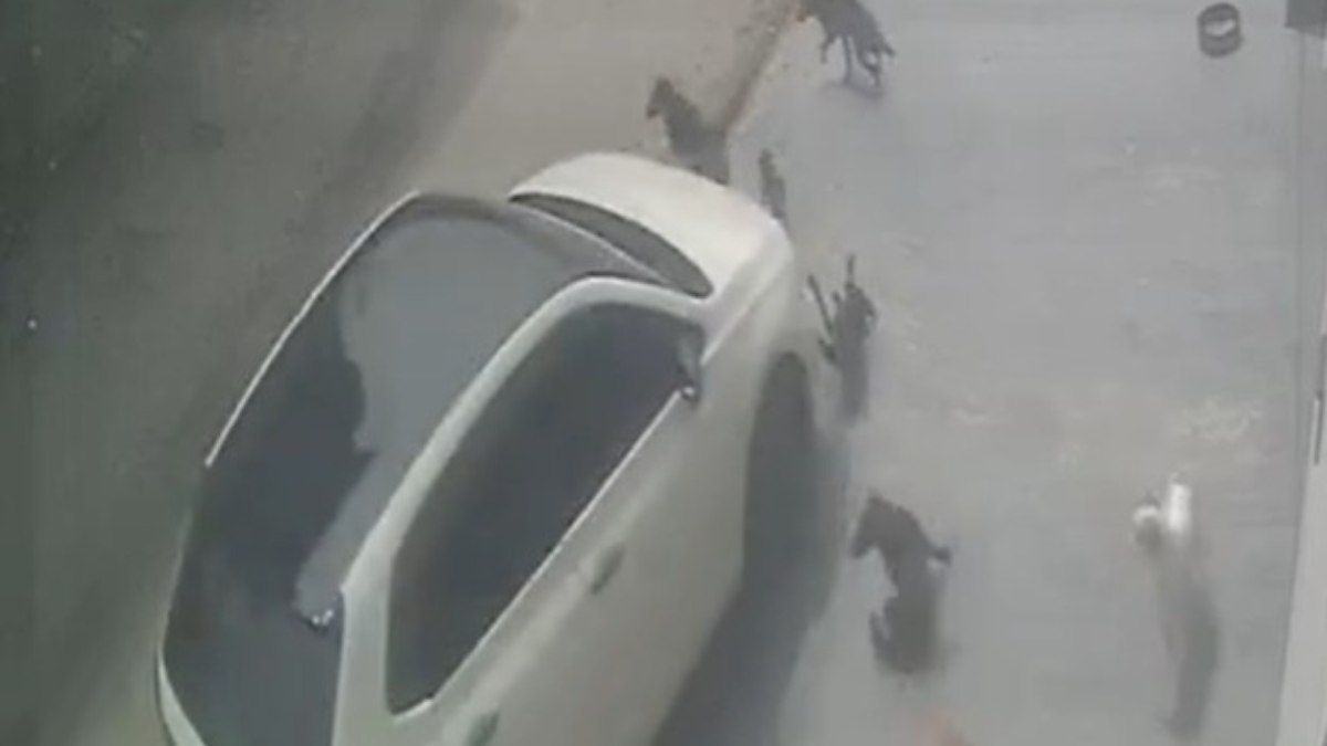 Homem é preso por atropelar seis cães em Manaus