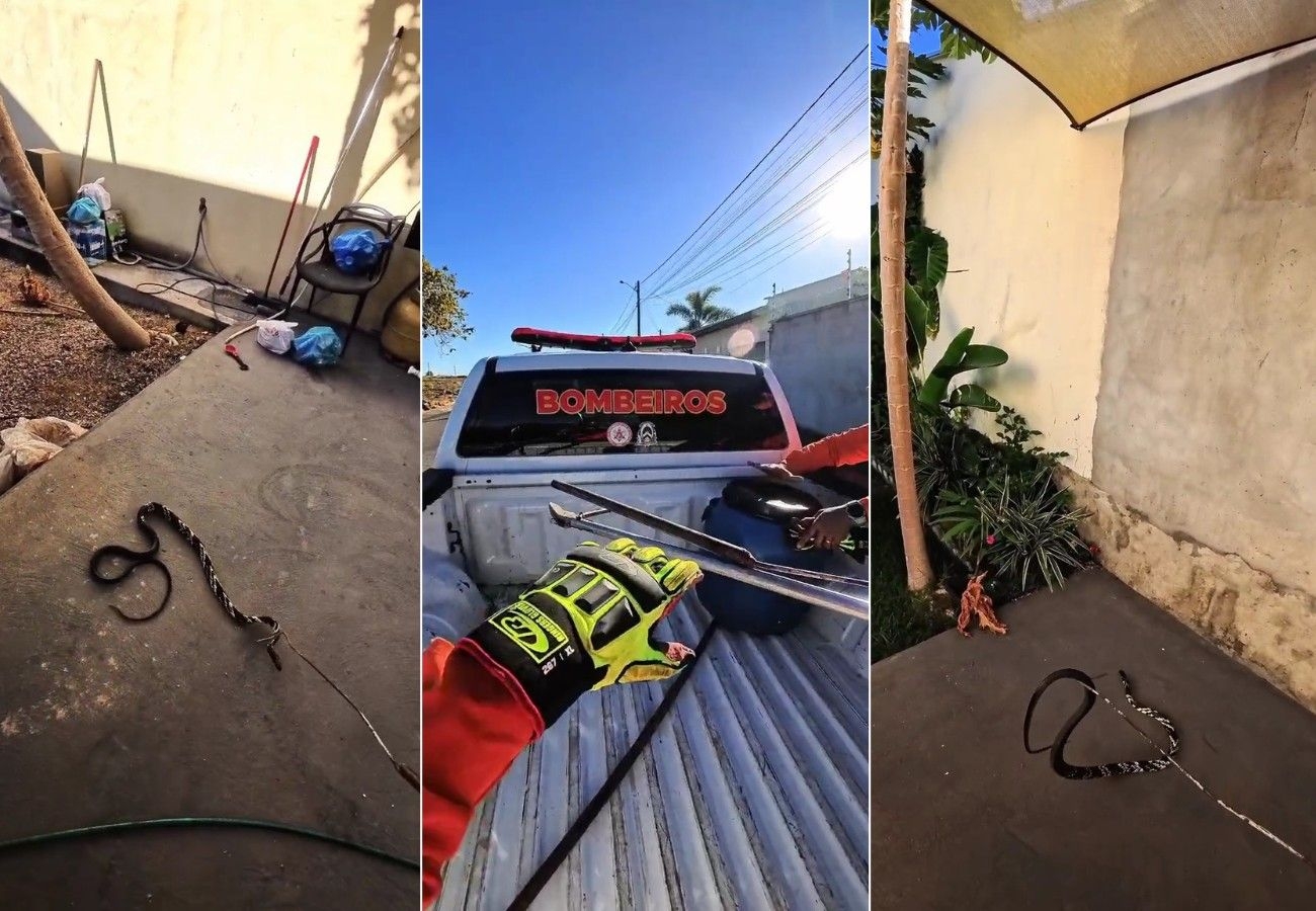 Cobra caninana invade casa e tenta atacar bombeiros